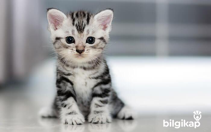 Kedi Huyları  Evcil Hayvanlar Kedi Bakımı